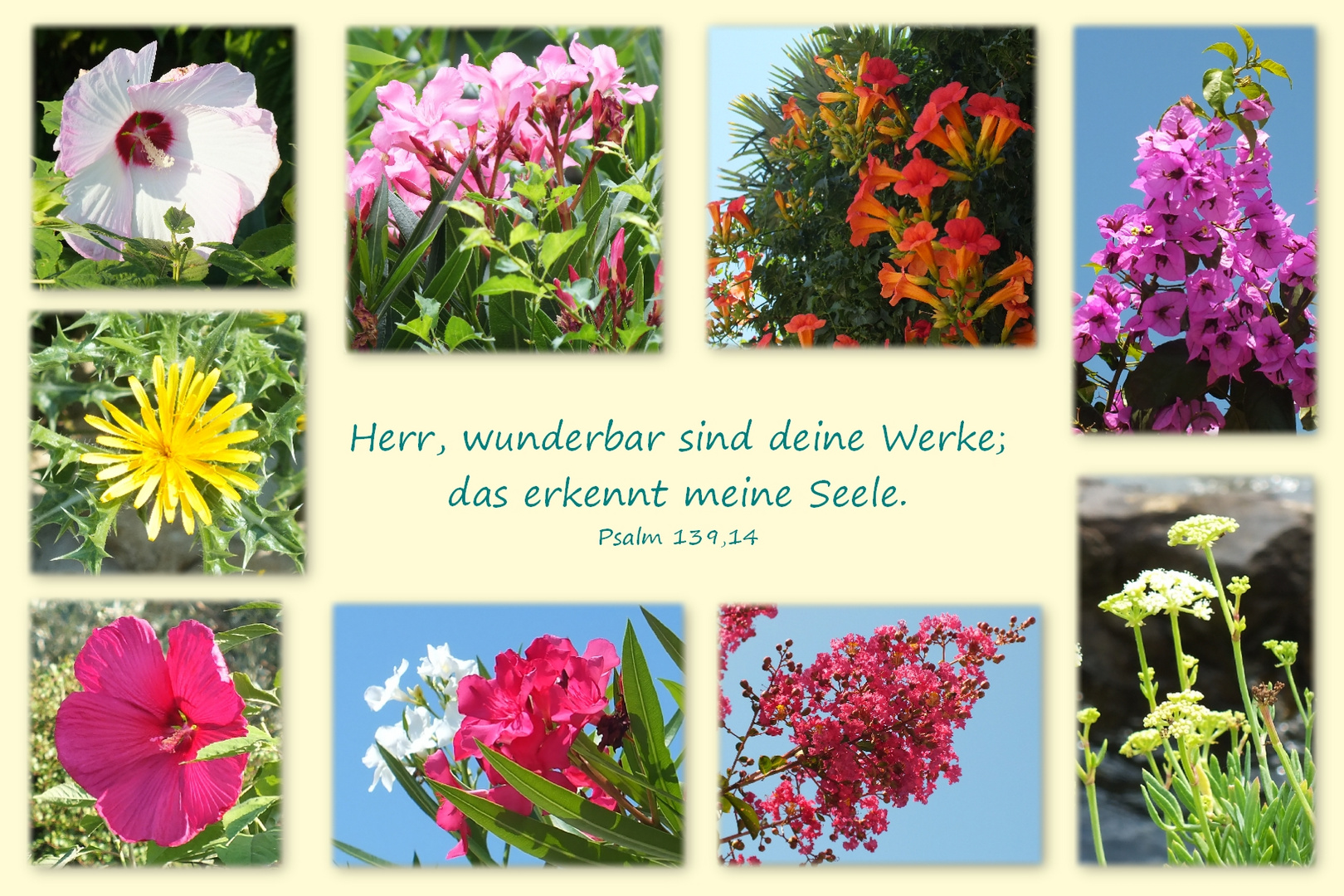 Blumen Kroatiens Psalm 139 14 Foto Bild Karten Und Kalender Bibel Spruchkarten Kroatien Bilder Auf Fotocommunity