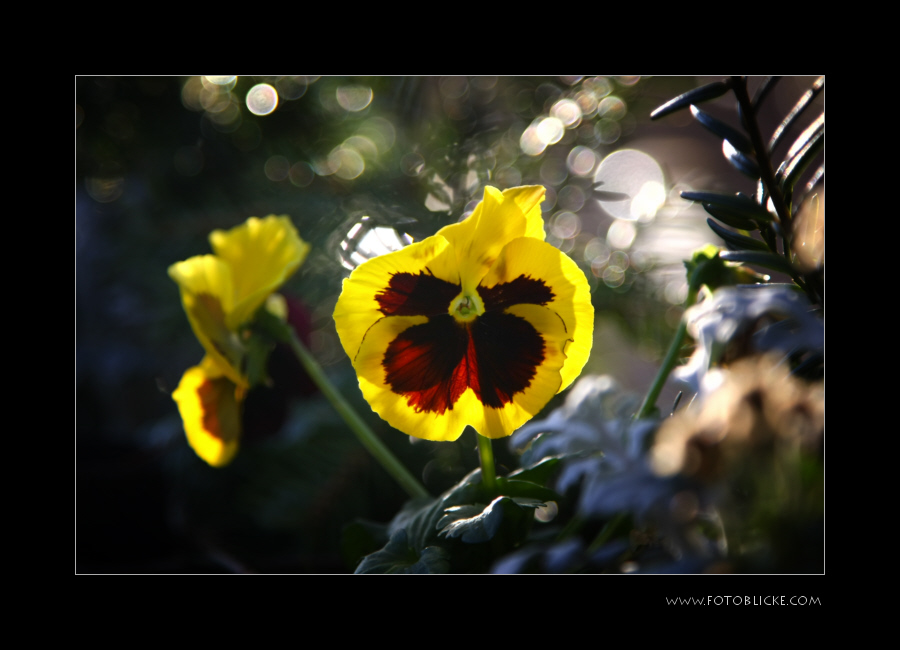 Blumen Kübel Knipserei