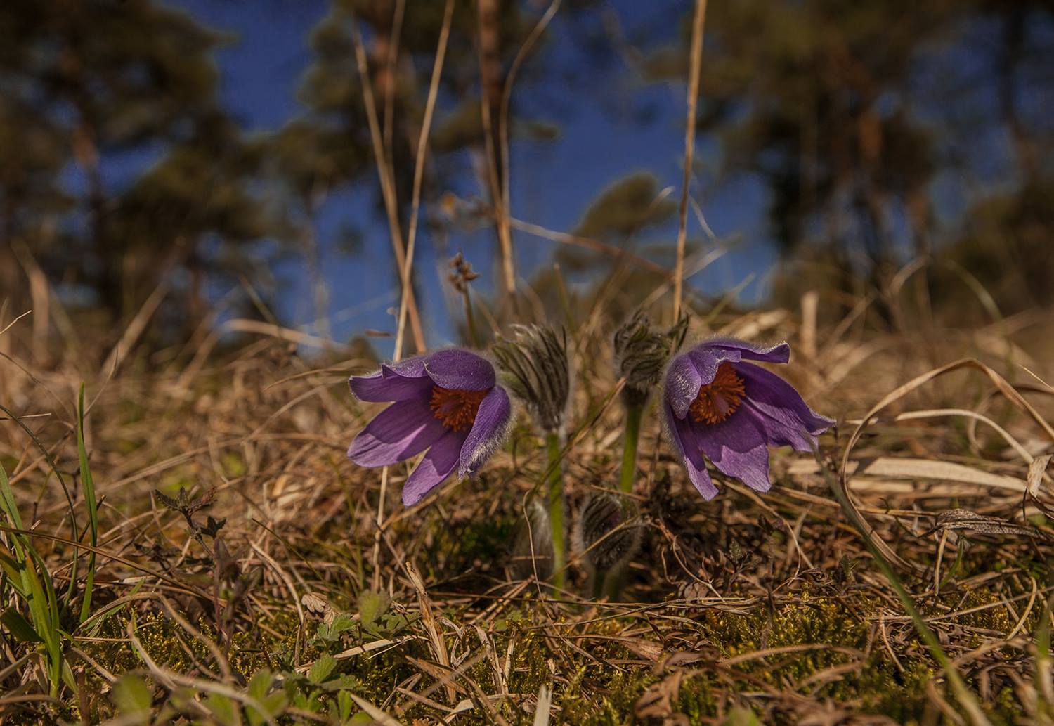 Blumen / Küchenschellen zur Sonnenfinsternis