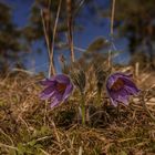 Blumen / Küchenschellen zur Sonnenfinsternis