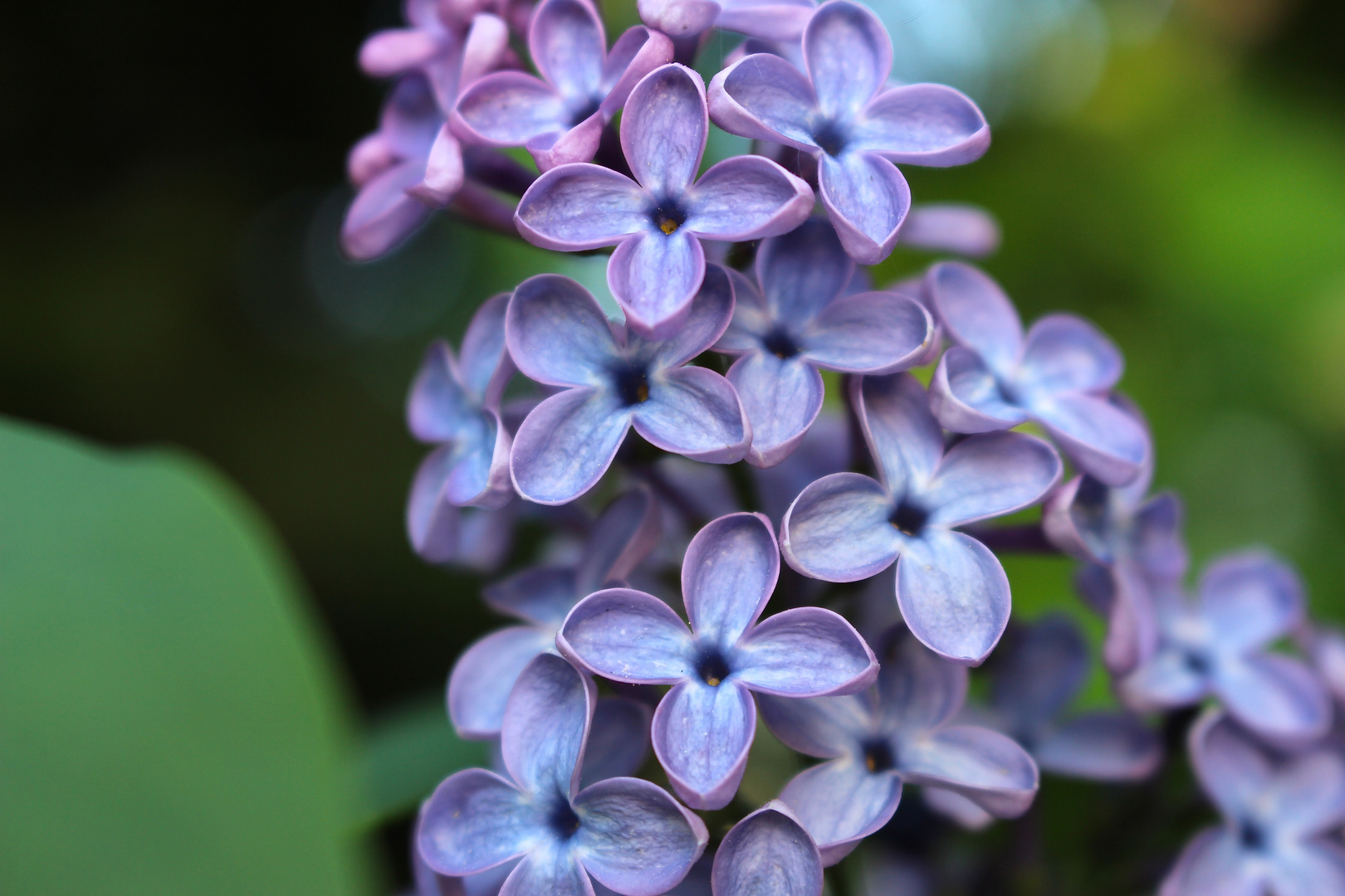 Blumen machen die Welt ein wenig bunter.