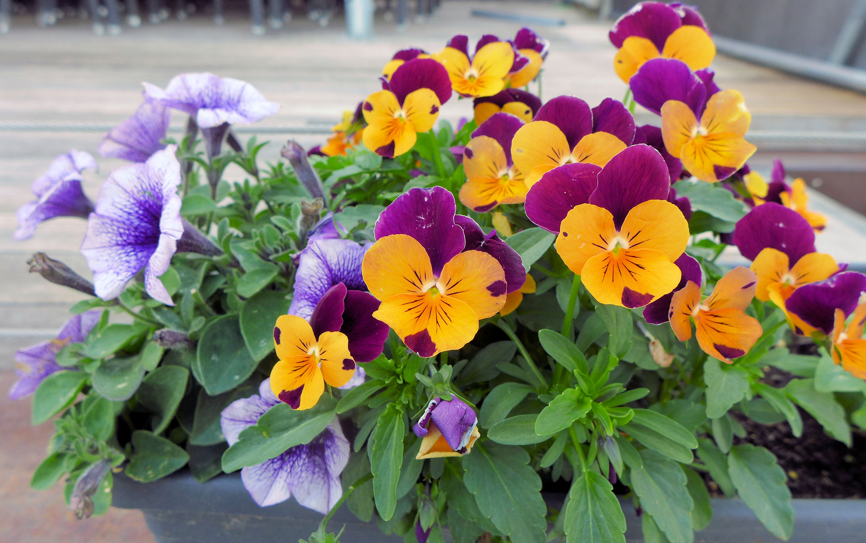 Blumen machen Freude