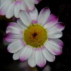 Blumen Macro