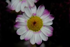 Blumen Macro