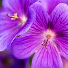 Blumen Macro