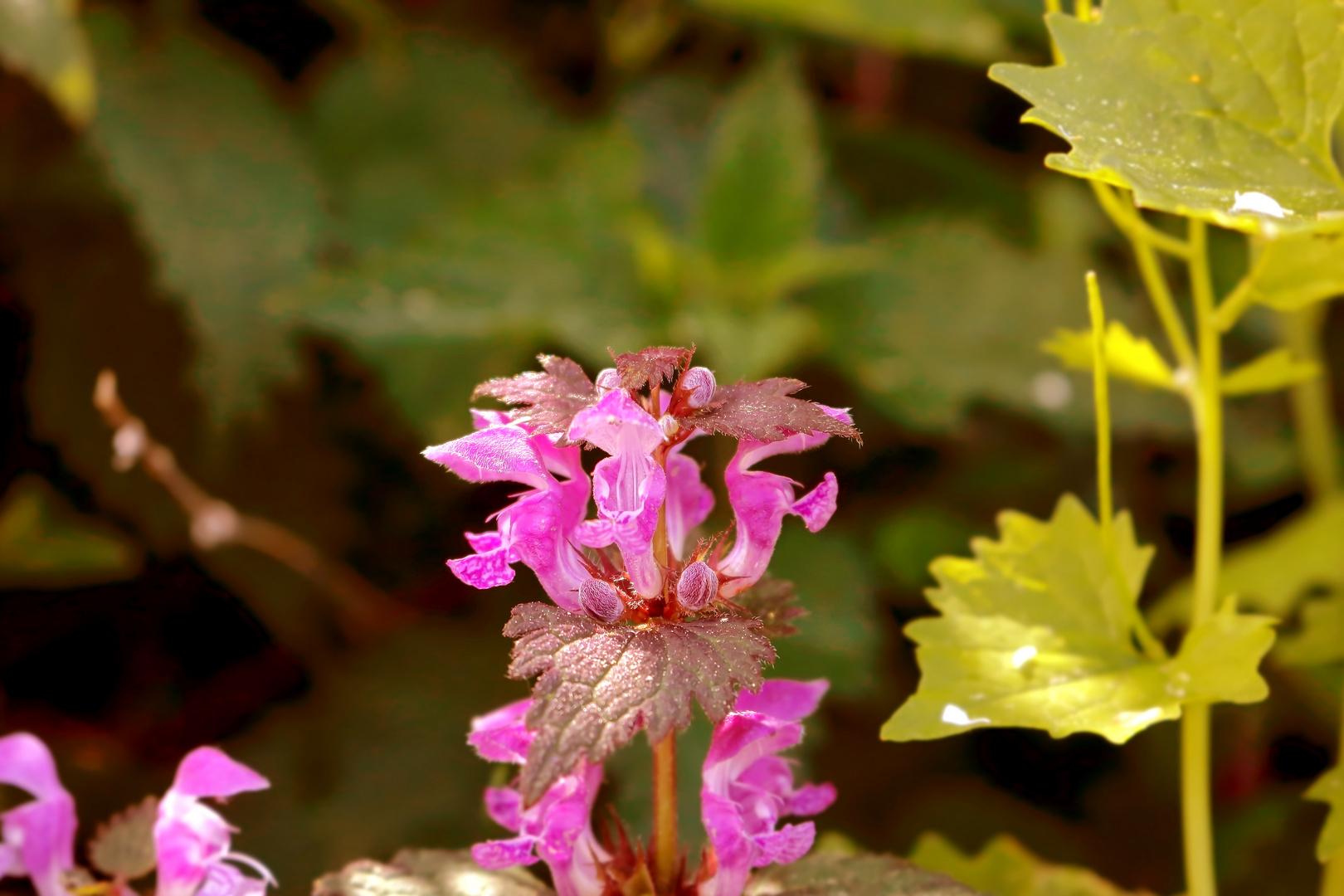 Blumen Macro 