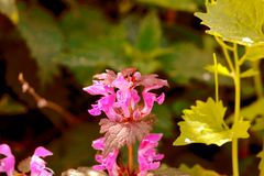 Blumen Macro 