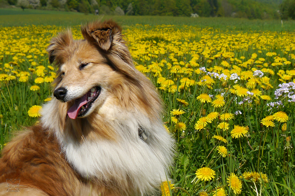 ~ Blumen-Mädchen ~