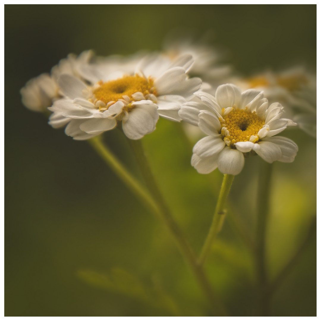 Blumen-Makro