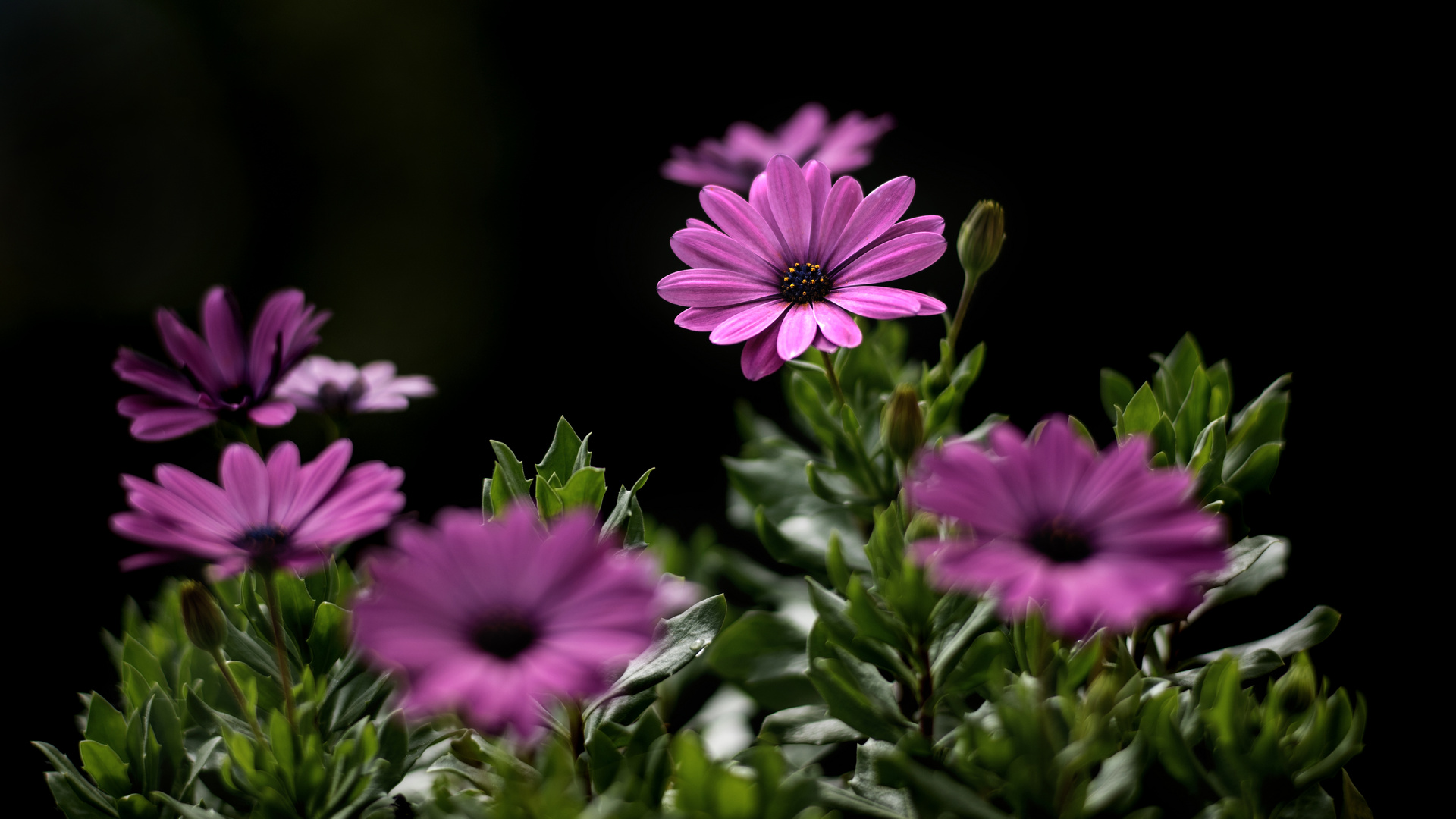 Blumen Makro