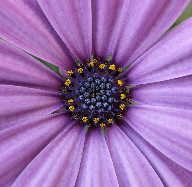 Blumen-Makro mit der EX1