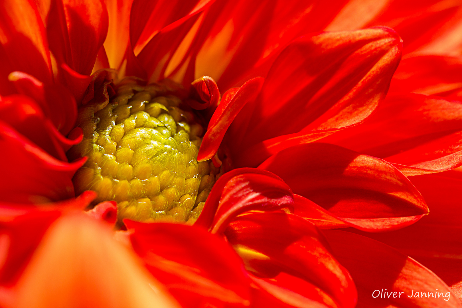 Blumen-Makro rot&gelb