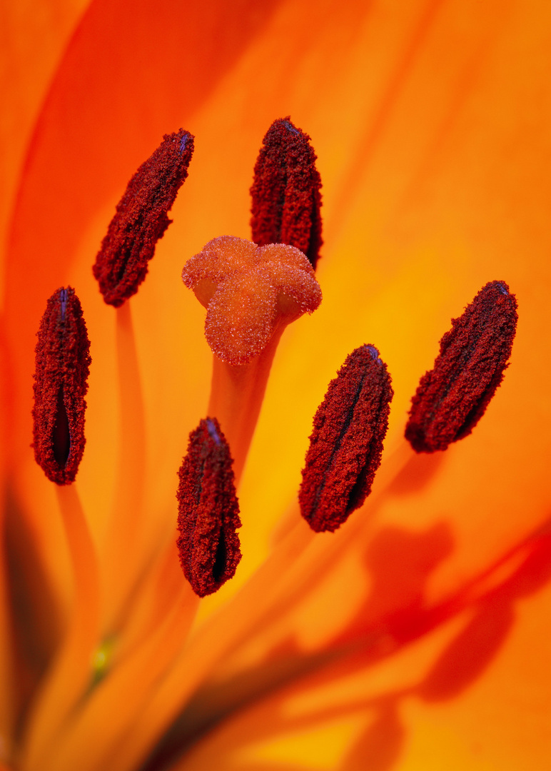 Blumen Makrofotografie