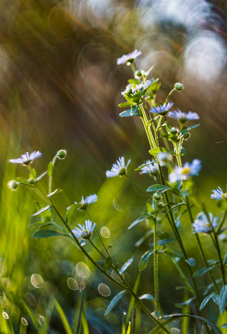 Blumen Malerei