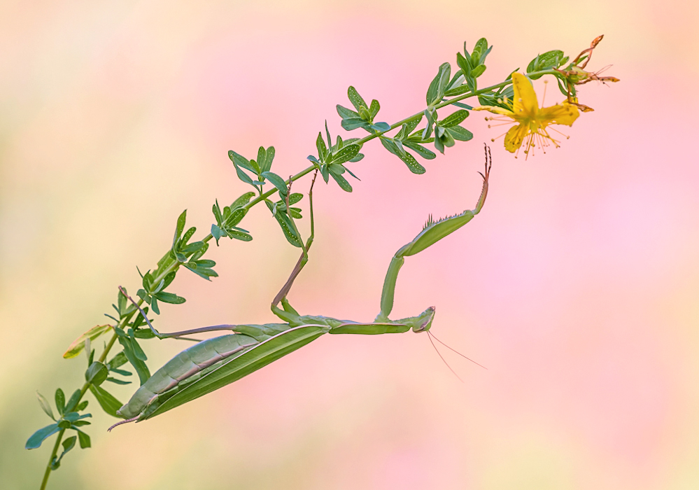 "Blumen Mantis"