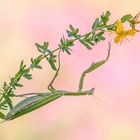 "Blumen Mantis"