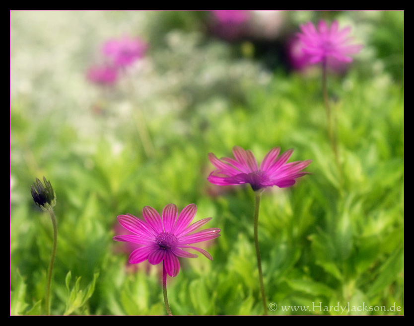 blumen-matsch