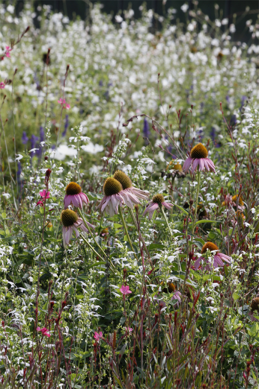 Blumen MEER