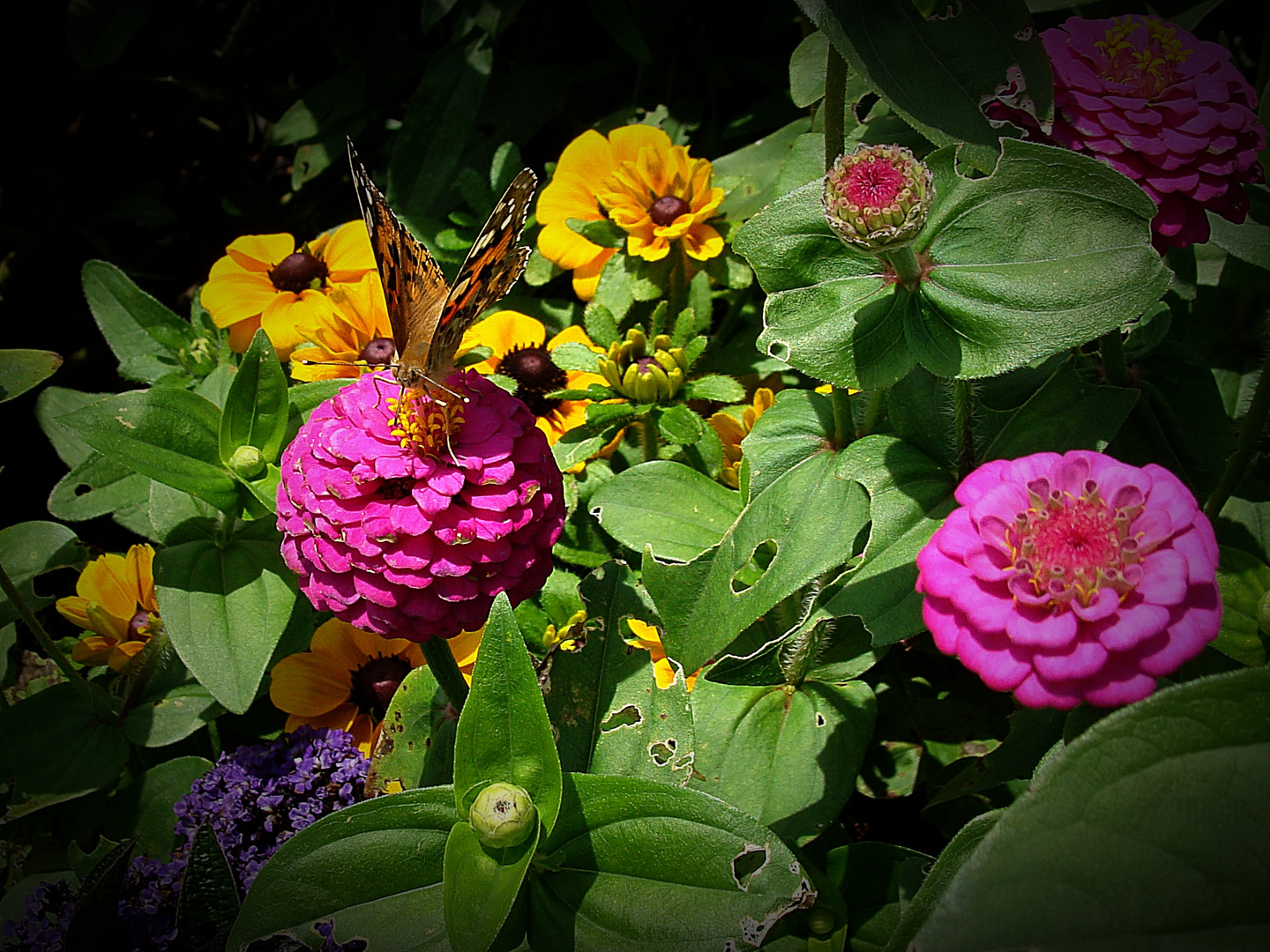 Blumen mit Besuch