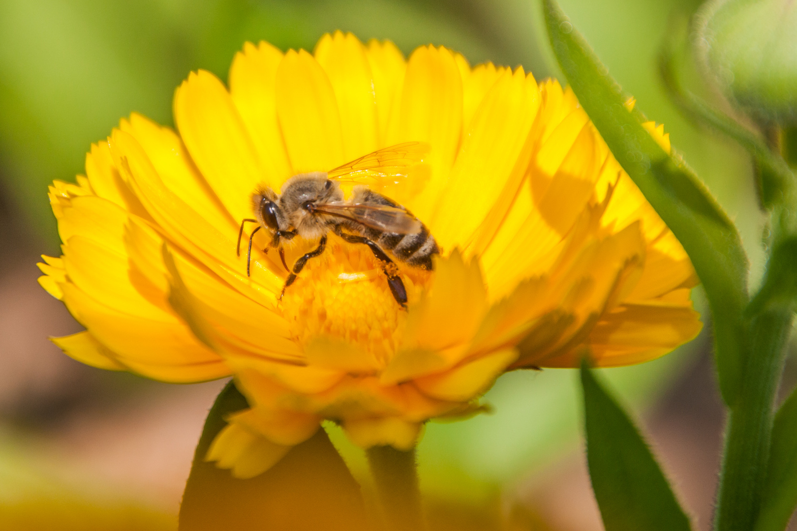 Blumen mit Besuch