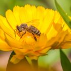 Blumen mit Besuch