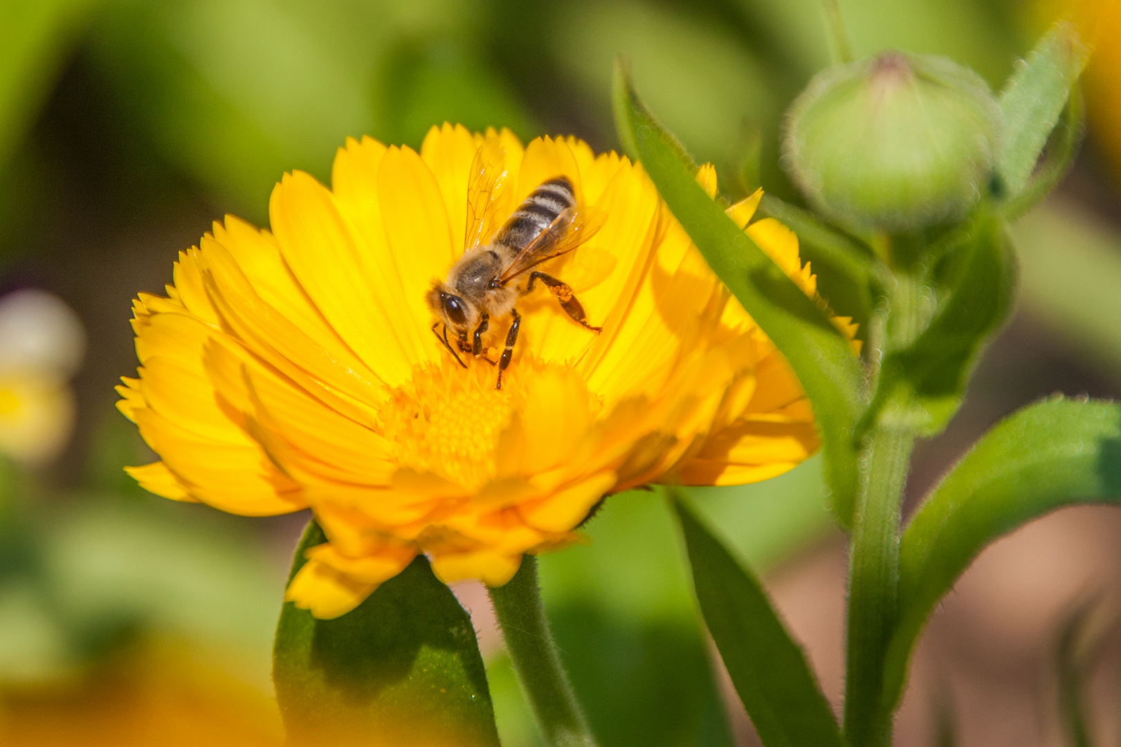 Blumen mit Besuch