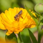 Blumen mit Besuch