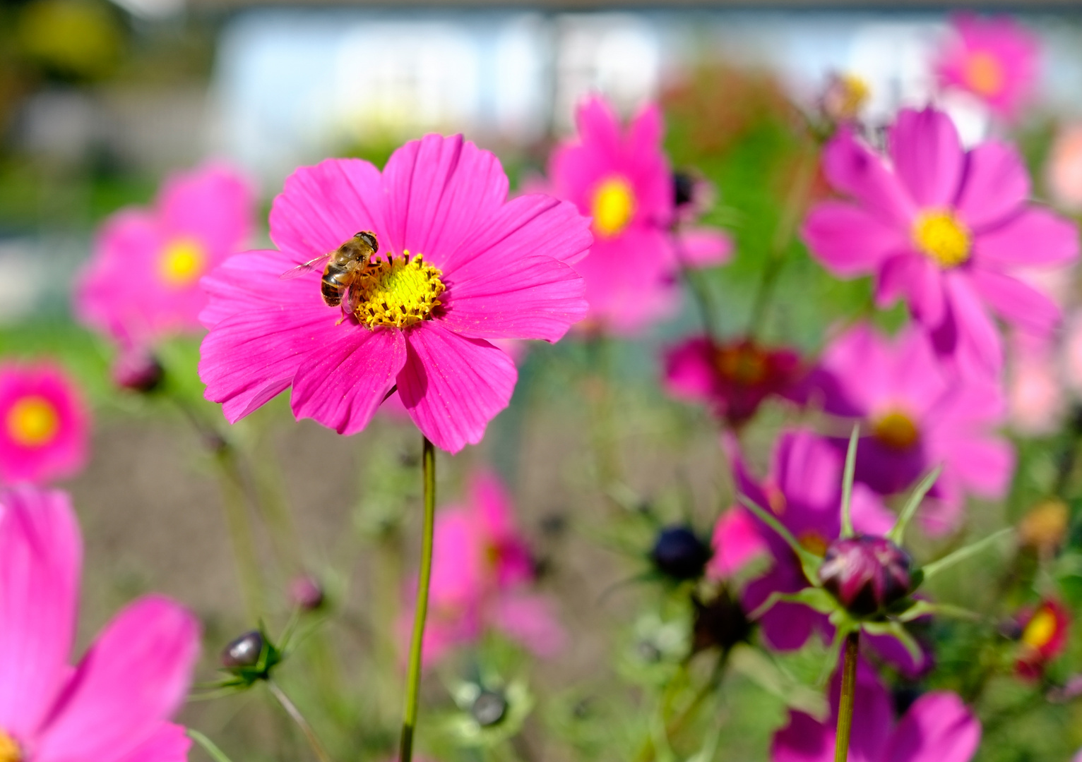 Blumen mit Biene