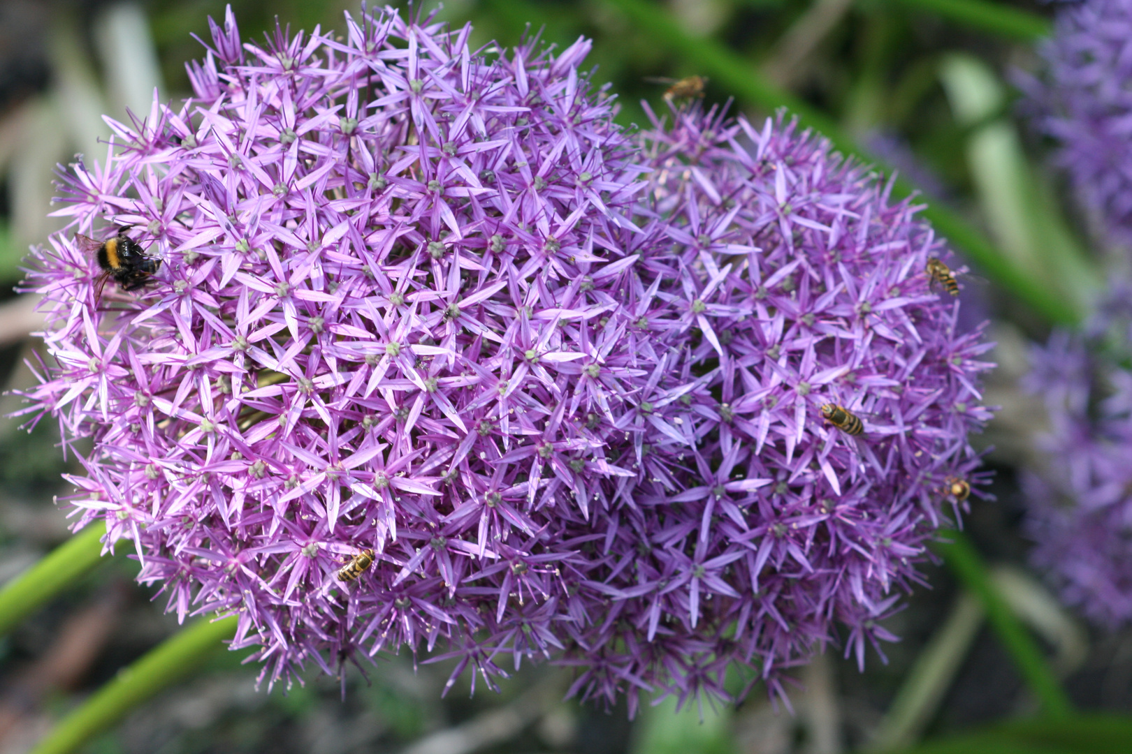 Blumen mit Bienen