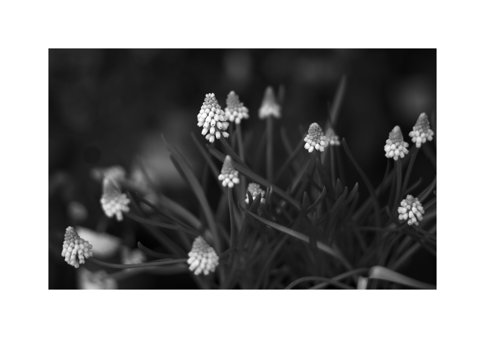 Blumen mit der Leica M10 monochrom