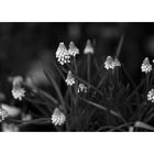 Blumen mit der Leica M10 monochrom