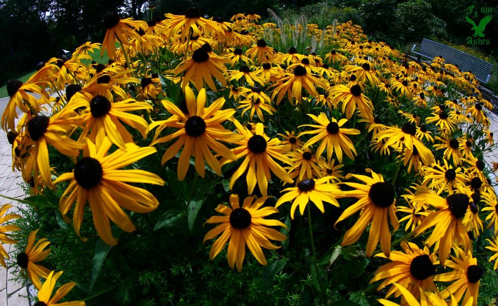 Blumen mit Fisheye