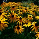 Blumen mit Fisheye