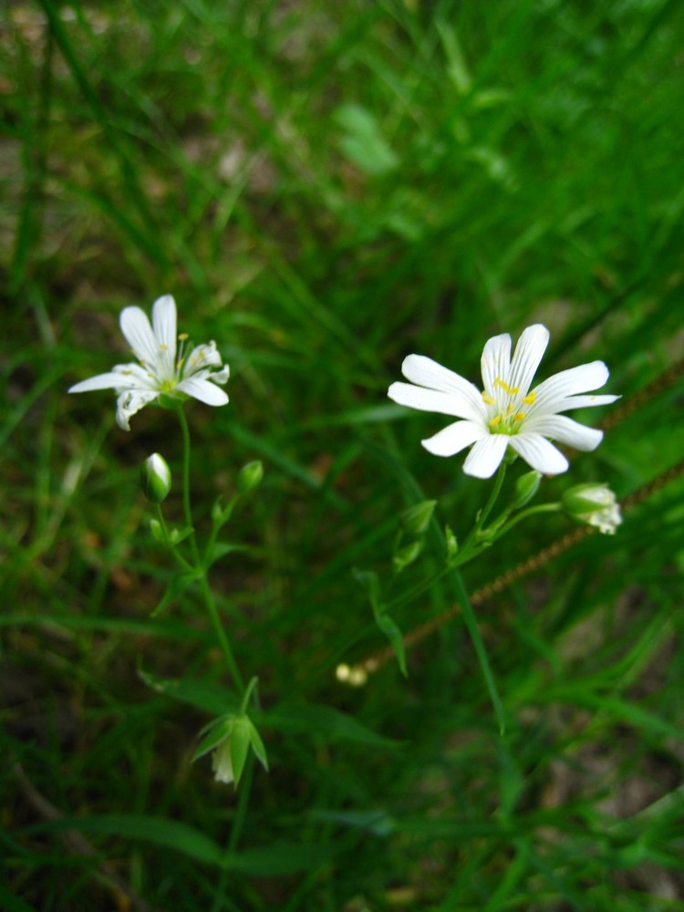 Blumen mit Herz