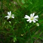 Blumen mit Herz