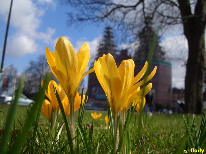 Blumen mit Hintergrund