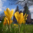 Blumen mit Hintergrund