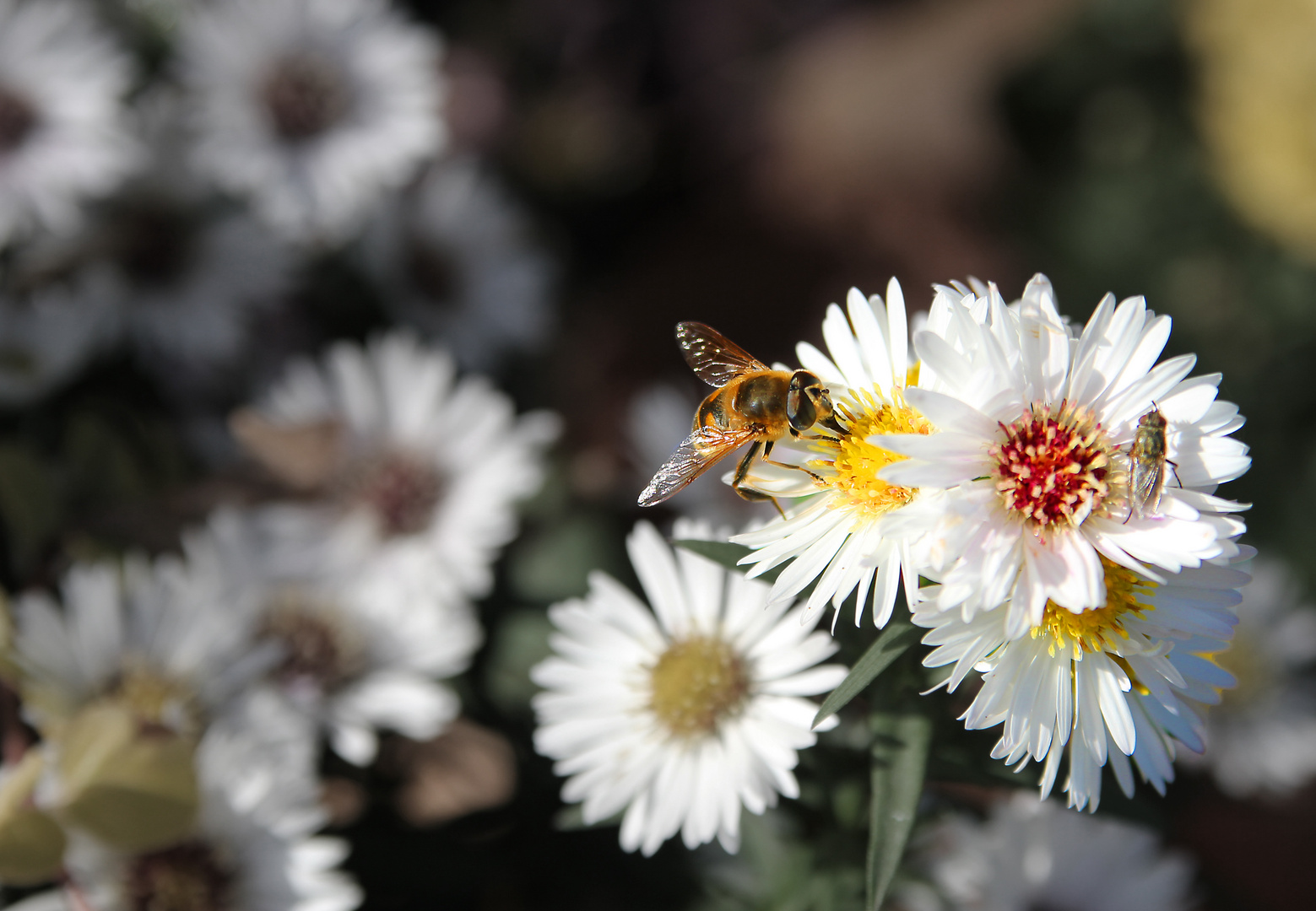 Blumen mit Insekten 1