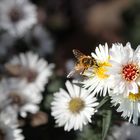 Blumen mit Insekten 1