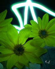 Blumen mit Licht