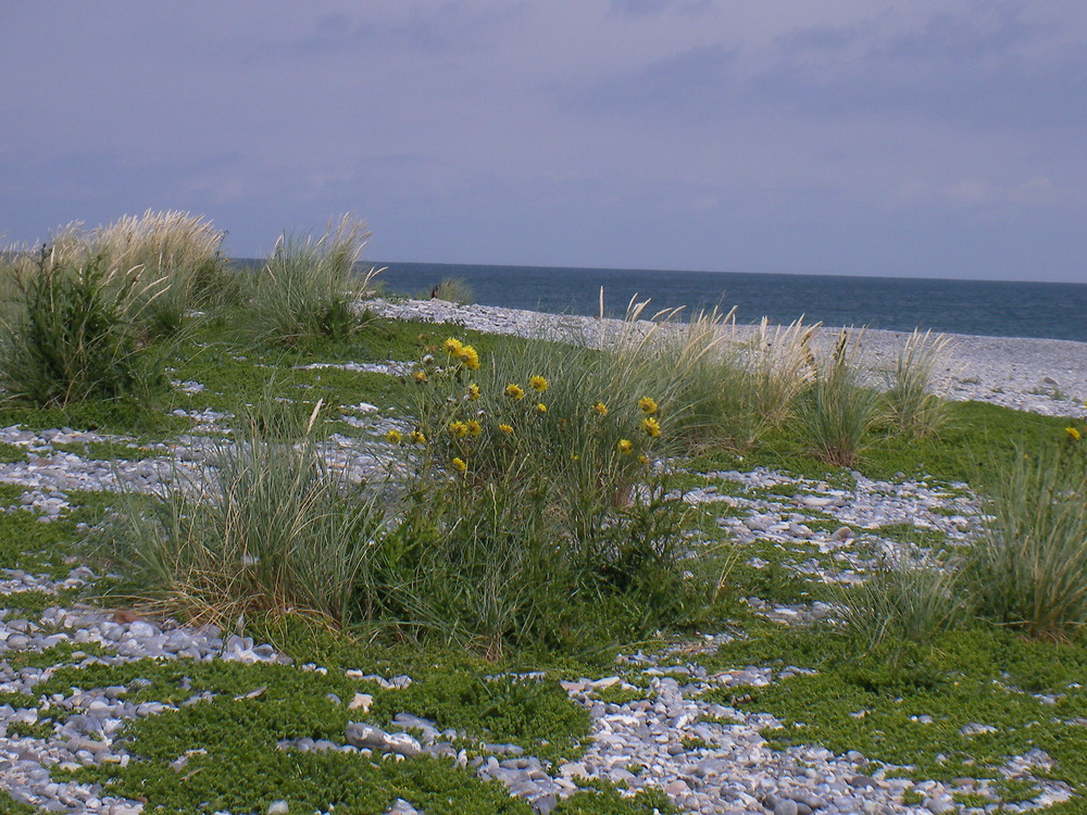 Blumen mit Meer (Düne Helgoland)