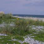 Blumen mit Meer (Düne Helgoland)