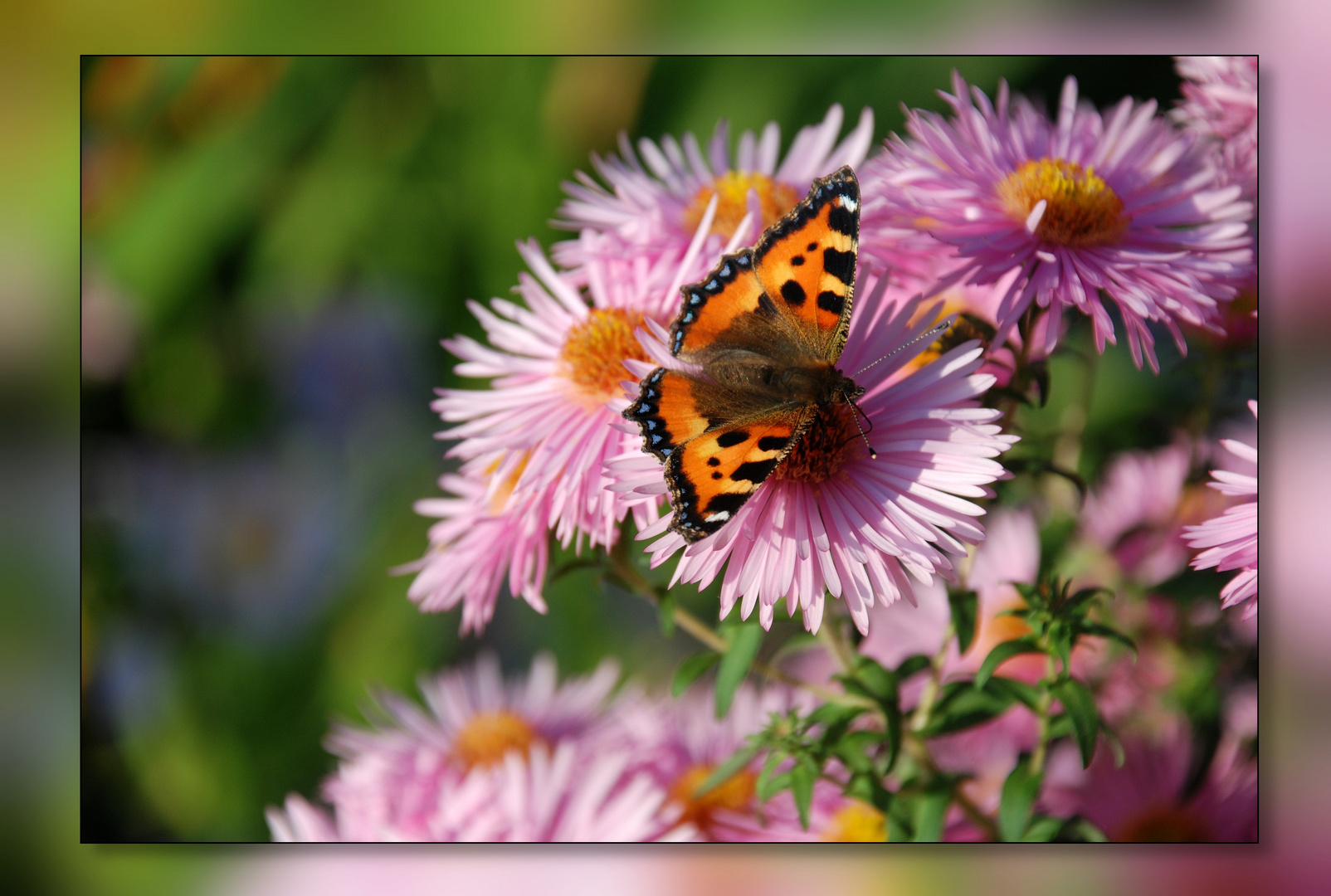 Blumen mit Schmetterling