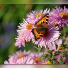 Blumen mit Schmetterling