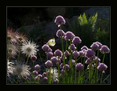 Blumen mit Schmetterling im Gegenlicht