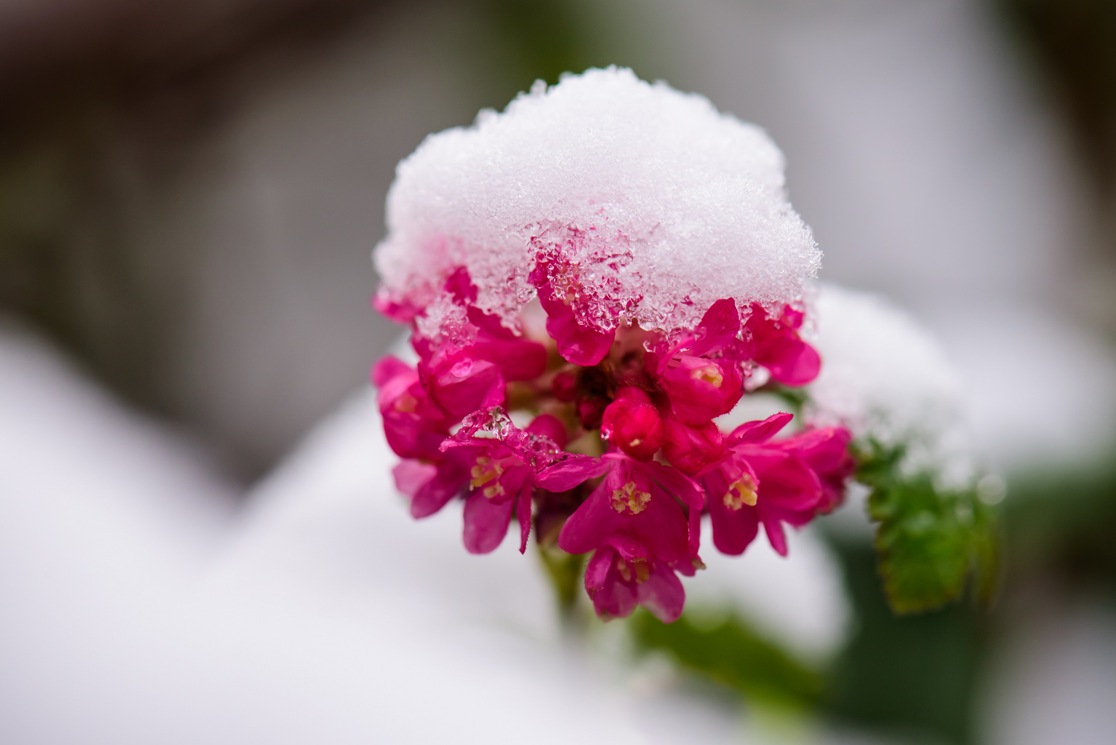 Blumen mit Schnee-Hut