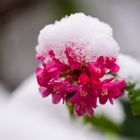 Blumen mit Schnee-Hut