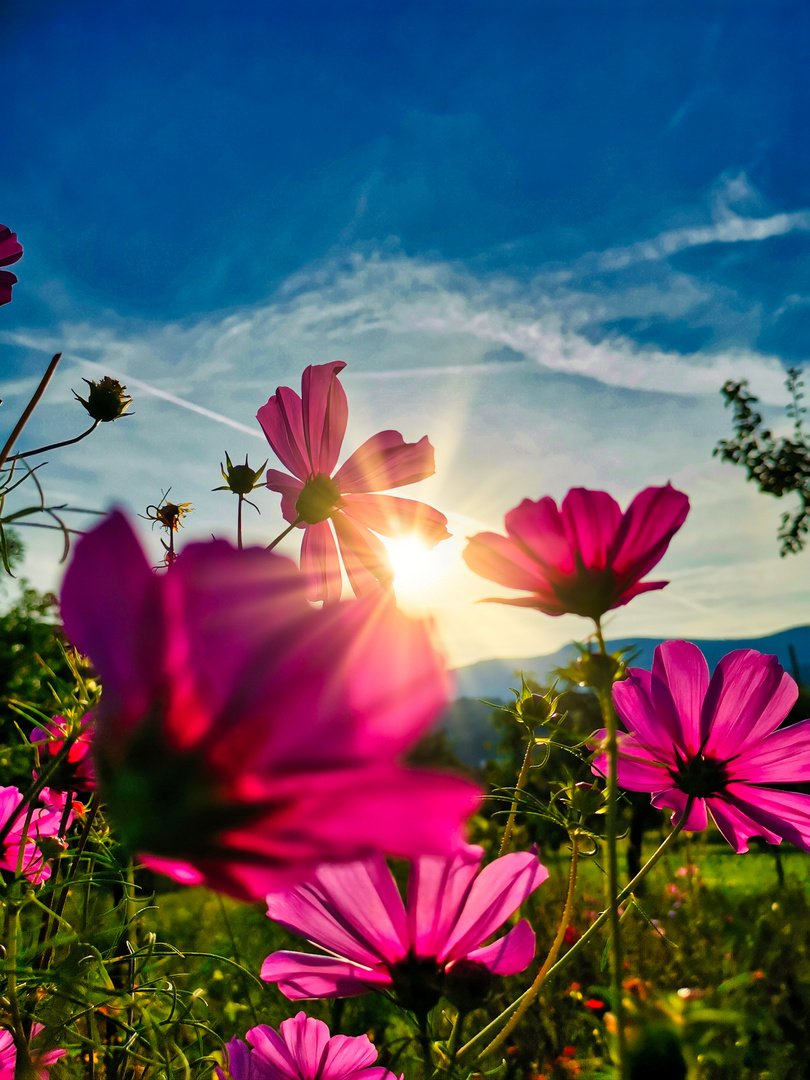 Blumen mit Sonne...