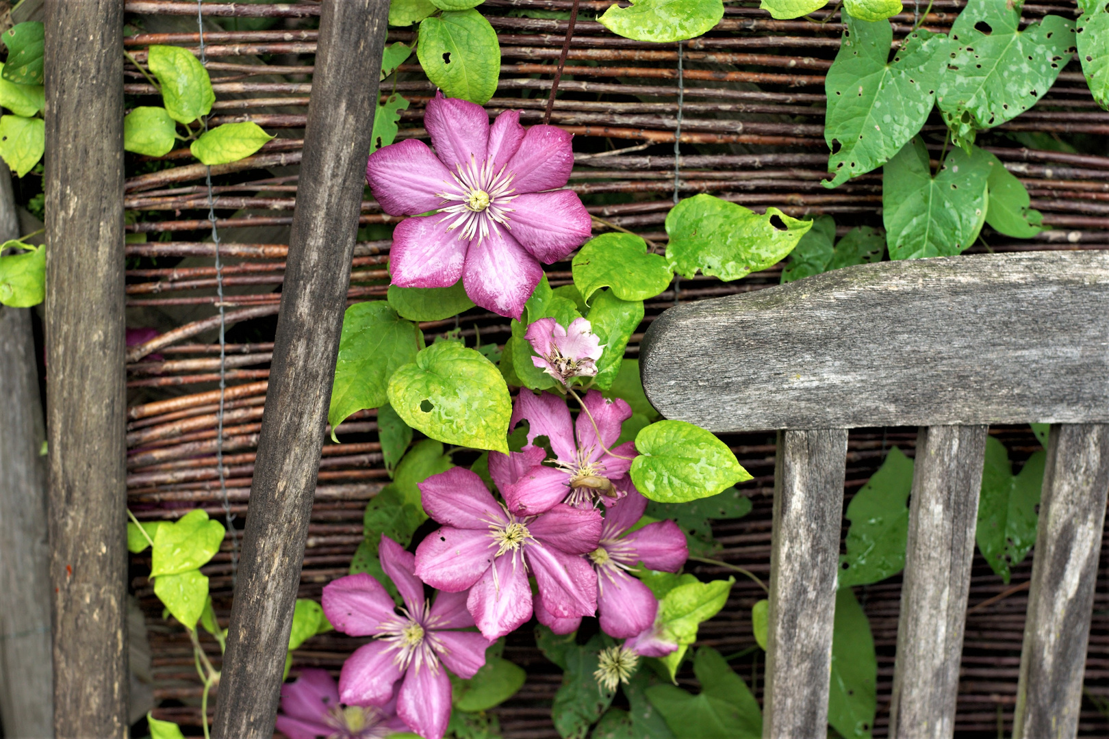 Blumen mit Stuhl