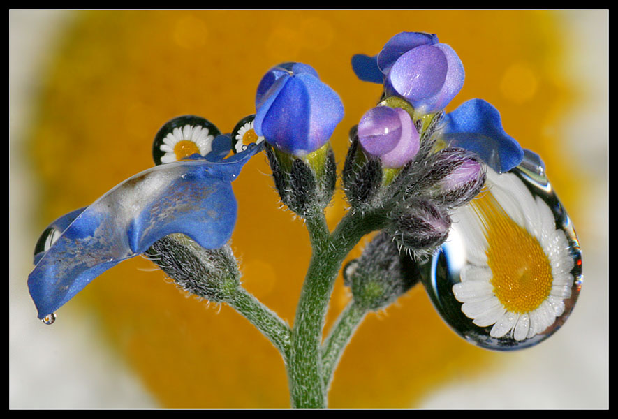 Blumen mit Tropfen